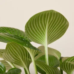 Hosta ‘Devon Green’ -The Palm Centre HOD 61993ed5f3909