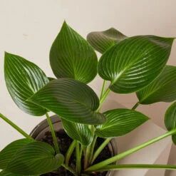 Hosta ‘Devon Green’ -The Palm Centre HOD 61993ed80fc03