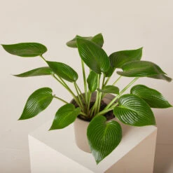 Hosta ‘Devon Green’ -The Palm Centre HOD 61993eda52fa0