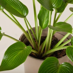 Hosta ‘Devon Green’ -The Palm Centre HOD 61993edeb699c