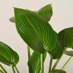 Hosta ‘Devon Green’ -The Palm Centre HOD 61993ee0fde84