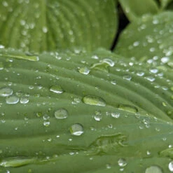 Hosta ‘Sum And Substance’ -The Palm Centre HSS 61542c880e2cb