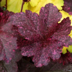 Heuchera ‘Midnight Rose’ -The Palm Centre HUM 615cff11548ee