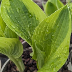 Hosta ‘Wide Brim’ -The Palm Centre HWB 61542bb2ec05b