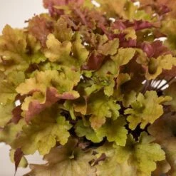 Heuchera ‘Marmalade’ -The Palm Centre H 15461 6044bbc62d5fc
