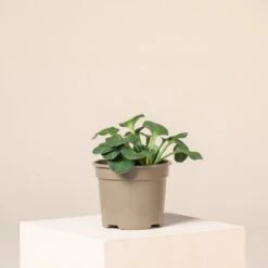 Hosta ‘Blue Mouse Ears’ -The Palm Centre H 16137 6044bd02a7ace