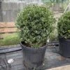 Ilex Crenata ‘Golden Gem’ -The Palm Centre IGO B40 60a99641afea3