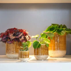 Indoor Pot Issa – Yellow -The Palm Centre IND IY 7