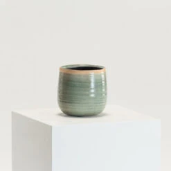 Indoor Pot Iris Mint -The Palm Centre IND MI 14