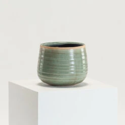 Indoor Pot Iris Mint -The Palm Centre IND MI 17