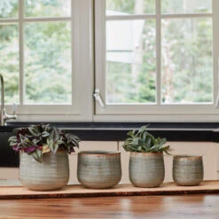 Indoor Pot Iris Mint -The Palm Centre IND MI 2 1