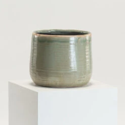 Indoor Pot Iris Mint -The Palm Centre IND MI 21