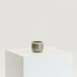 Indoor Pot Iris Mint -The Palm Centre IND MI 7