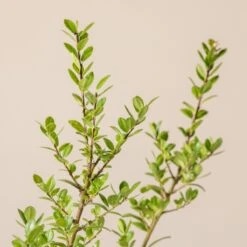 Ilex Crenata ‘Caroline Upright’ -The Palm Centre I 16976 6010012cd924d 1