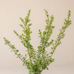 Ilex Crenata ‘Caroline Upright’ -The Palm Centre I 16976 6010012f67902