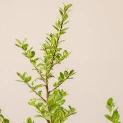 Ilex Crenata ‘Caroline Upright’ -The Palm Centre I 16976 6010013046a43