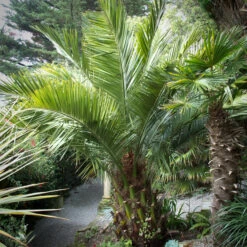 Jubaea Chilensis -The Palm Centre JCH 1 2