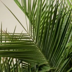 Jubaea Chilensis -The Palm Centre JCH 90 2 scaled 1