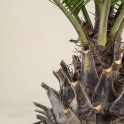 Jubaea Chilensis -The Palm Centre JCH 90 4 scaled 1