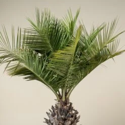 Jubaea Chilensis -The Palm Centre JCH 90 6 scaled 1