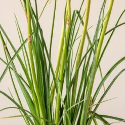 Kniphofia ‘Redhot Popsicle’ -The Palm Centre K 18644 600ff7da74a07 1