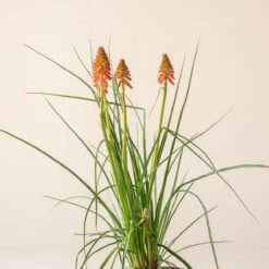 Kniphofia ‘Redhot Popsicle’ -The Palm Centre K 18644 600ff7db360cf 1