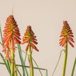 Kniphofia ‘Redhot Popsicle’ -The Palm Centre K 18644 600ff7dbfc740 1