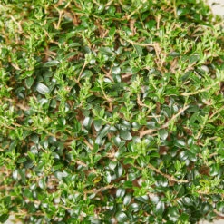 Ligustrum Delavayanum – Clipped Standards -The Palm Centre LIO 6138b5380a302