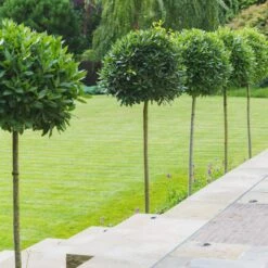 Laurus Nobilis – Three Quarter Standard -The Palm Centre LNO 1 scaled 2