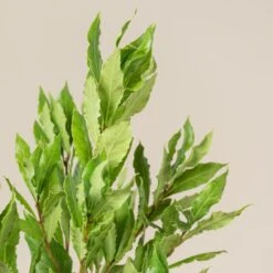 Laurus Nobilis – Pyramid Shaped -The Palm Centre LNO Bush 2 scaled 1