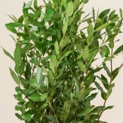 Laurus Nobilis – Pyramid Shaped -The Palm Centre LNO Bush 3 scaled 1