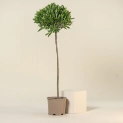 Laurus Nobilis – Full Standard