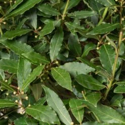 Laurus Nobilis – Full Standard -The Palm Centre LNO H60 1 2 scaled 1