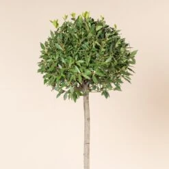 Laurus Nobilis – Three Quarter Standard -The Palm Centre LNO H60 3 scaled 2