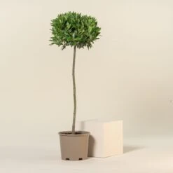 Laurus Nobilis – Three Quarter Standard