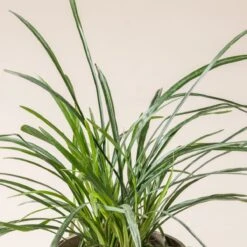 Liriope Muscari ‘Big Blue’ -The Palm Centre L 15203 600ff84b8ed12