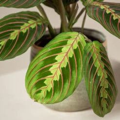 Maranta Leuconeura ‘Fascinator’ -The Palm Centre MAF 3