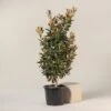 Magnolia Grandiflora “Galissonniere Praecox” – Bush Form -The Palm Centre MLG 45 3 scaled 1