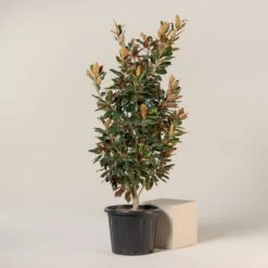 Magnolia Grandiflora “Galissonniere Praecox” – Bush Form