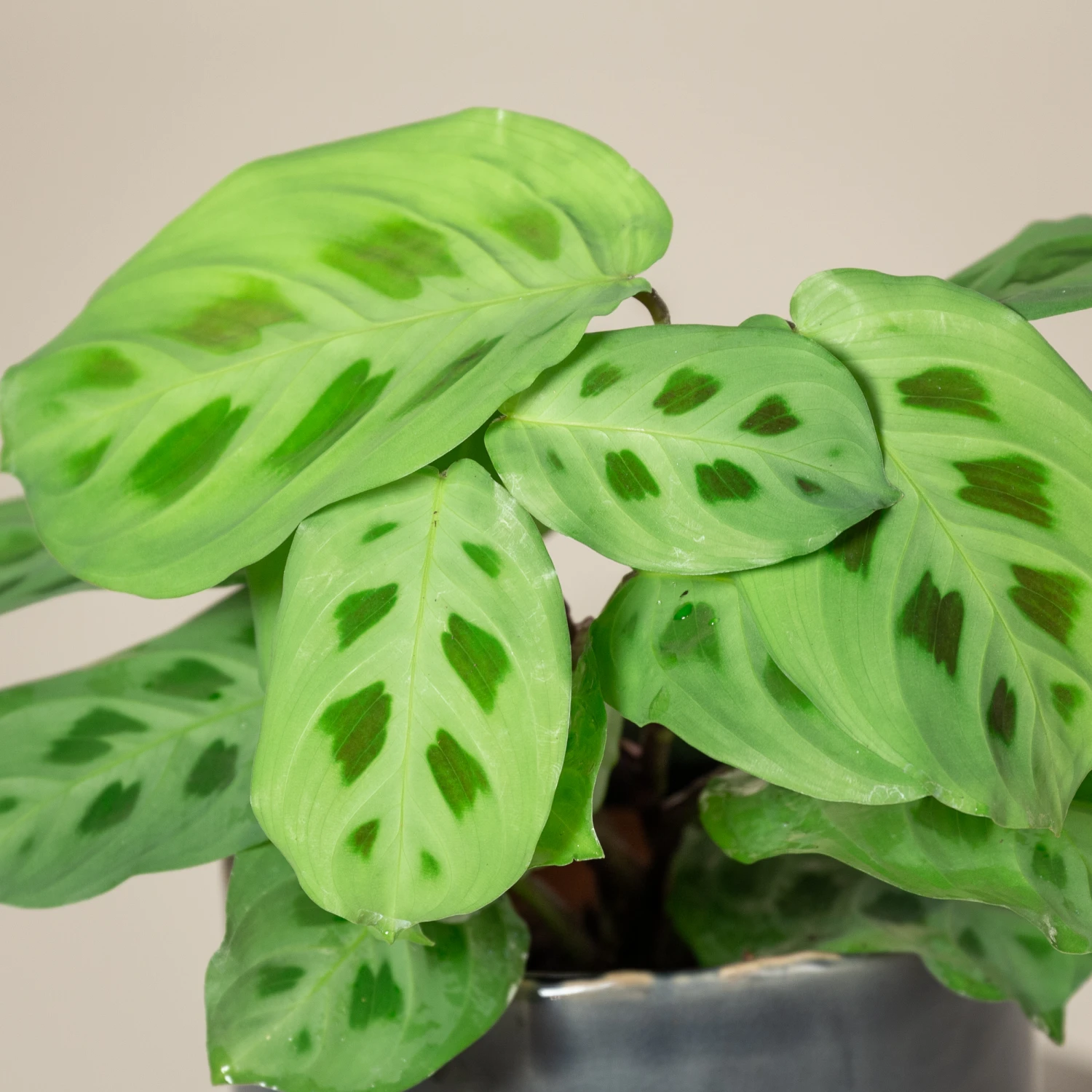 Maranta Leuconeura ‘Kerchoveana’ 4 Maranta Leuconeura ‘Kerchoveana’ - Image 2