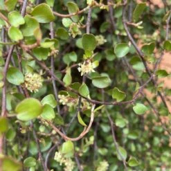 Muehlenbeckia Complexa -The Palm Centre M 15011 5f4aa9cf85631