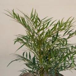 Mahonia ‘Soft Caress’ 15 Mahonia ‘Soft Caress’ -The Palm Centre M 16706 5f790f7f74673