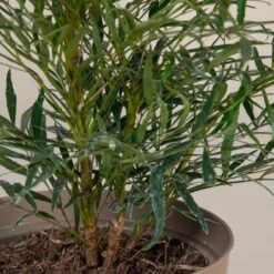 Mahonia ‘Soft Caress’ 16 Mahonia ‘Soft Caress’ -The Palm Centre M 16706 5f790f816c9fb