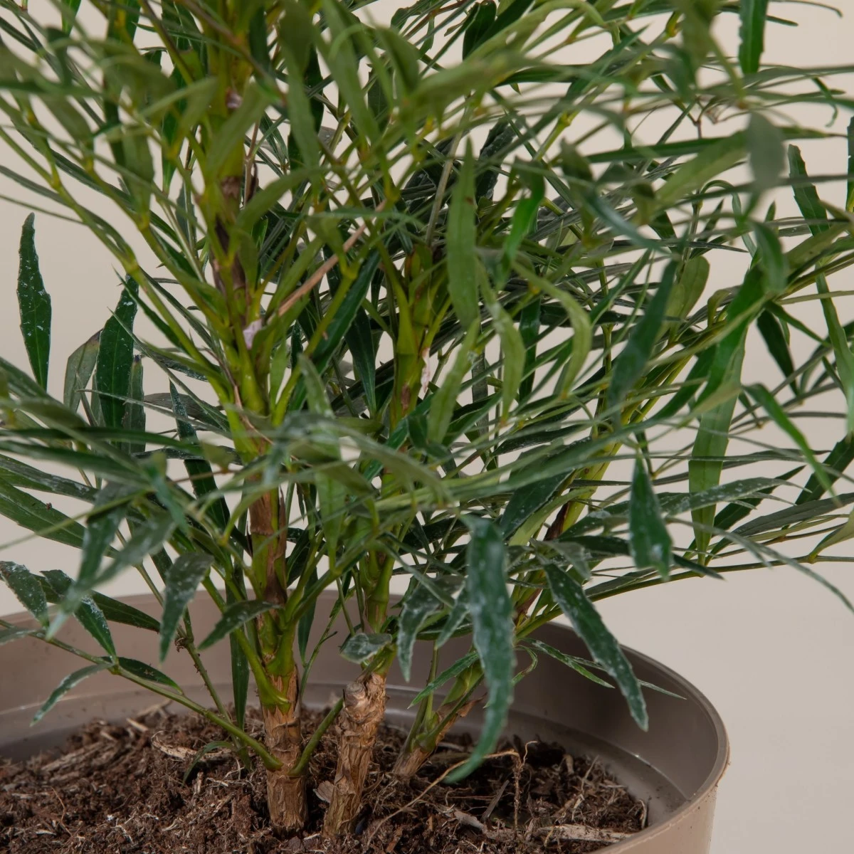 Mahonia ‘Soft Caress’ 9 Mahonia ‘Soft Caress’ - Image 7