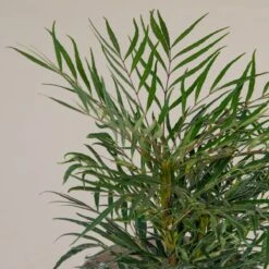 Mahonia ‘Soft Caress’ 17 Mahonia ‘Soft Caress’ -The Palm Centre M 16706 5f790f8268c9d