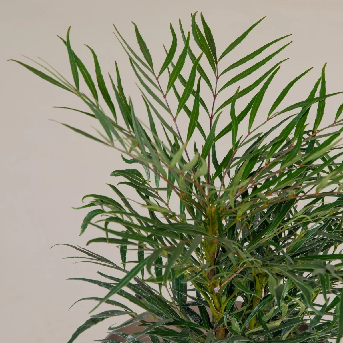 Mahonia ‘Soft Caress’ 10 Mahonia ‘Soft Caress’ - Image 8