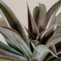 Mangave ‘Mission To Mars’ -The Palm Centre M 18311 2zrqiH4SI0PjvpA0D8mlvpCVLBzsFW8spzfnJOUl