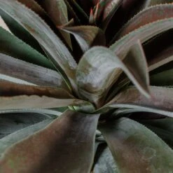 Mangave ‘Mission To Mars’ -The Palm Centre M 18311 kSR2tKbjBkARWVXJbycQ027yGaN0cjOXbiVazfcJ