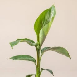 Musa Sikkimensis ‘Bengal Tiger’ -The Palm Centre M 18633 601651adecc38