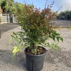 Nandina Domestica ‘Obsessed’ -The Palm Centre NAO 60a95a89ddfc6